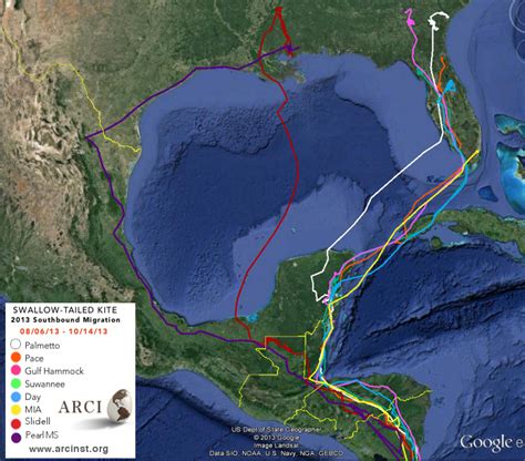 Swallow-tailed Kite Migration: A comparison of migration routes