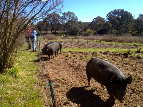 Training the piglets to respect 2-strand electric fence - Milkwood ...