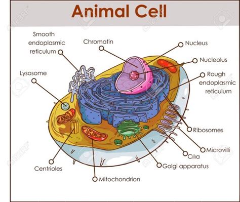 Cell Nucleus Diagram