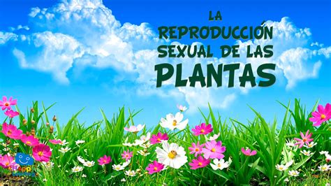 Vídeo Educativo La Reproducción Sexual De Las Plantas Partes De Una Flor Happylearning