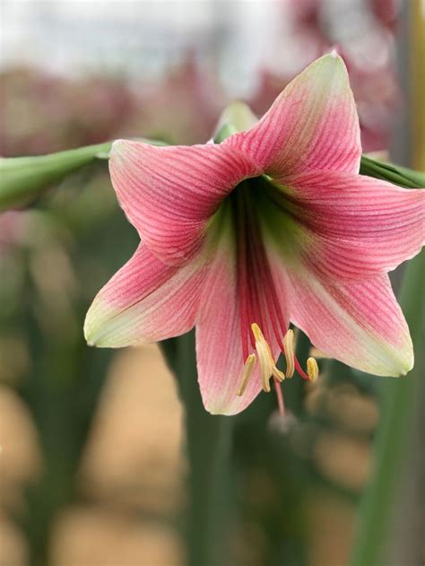 Misty Potted Amaryllis Potted Amaryllis Amaryllis Pink Amaryllis