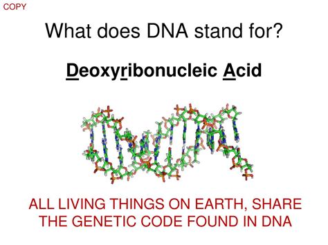 Ppt Dna History Structure And Replication Powerpoint Presentation