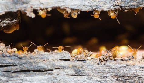 Factors Affecting Termite Life Cycle Pest Control Hacks