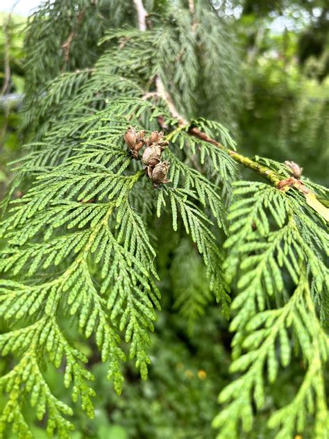 Western Red Cedar Tree: This One Weird Trick Makes It Thrive!
