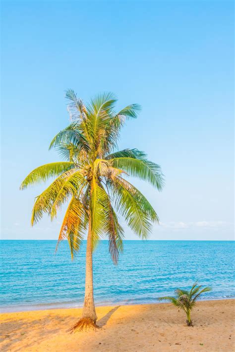 Coconut tree on the beach 2198430 Stock Photo at Vecteezy