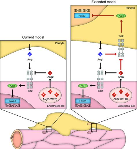 Model Of Vascular Ang Tie Signalling The Schematic Representation