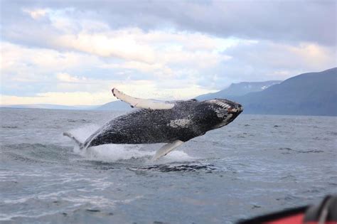 Húsavík Adventures | Visit North Iceland