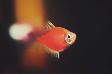 GloFish Tank Setup: A Beginner's Guide to Glowing Fish