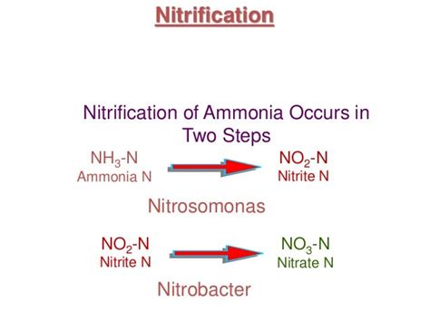 Nitrification And Treatment Plants