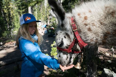 Slough Creek Llama Trek Wilderness Ridge Trail Llamas