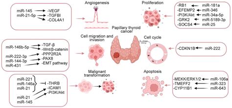 Papillary Thyroid Cancer Cells