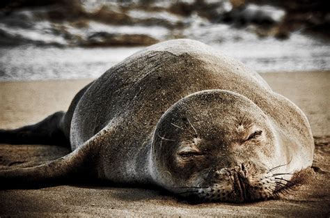 5 Beautiful Species You Can Only Find In Hawaii And How To Help Them