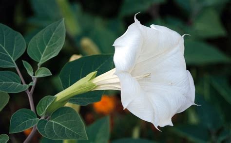 Datura Flower: Over 7,100 Royalty-Free Licensable Stock Photos ...