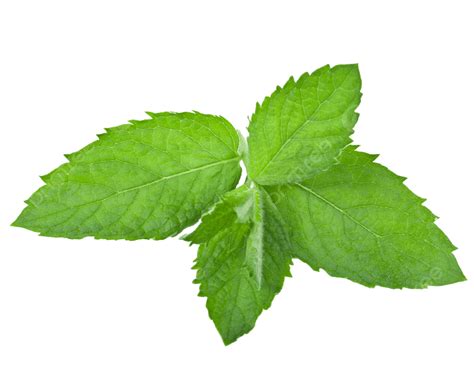 Fresh Mint Leaf Isolated Ingredient Isolated Aromatic Peppermint Png