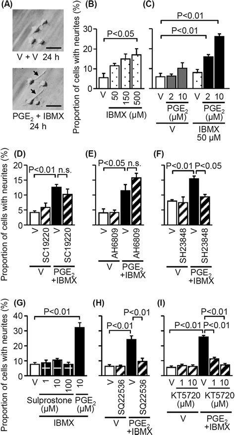 Pge Causes Neurite Outgrowth Via The Ep Adenylyl Cyclase Pka Pathway