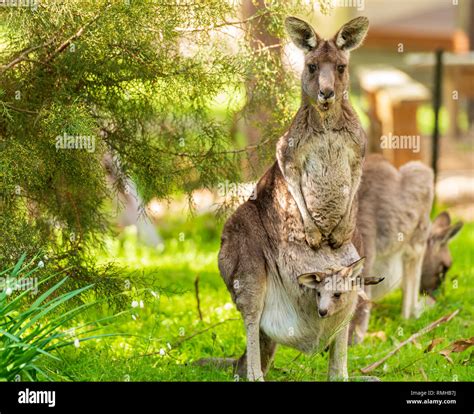 Baby Kangaroo Pouch Hi Res Stock Photography And Images Alamy