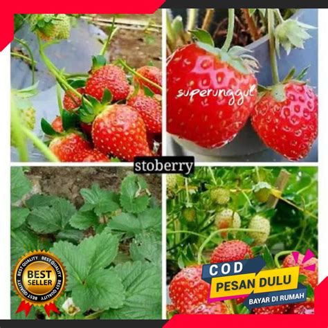 Jual Bibit Strawberry Jumbo Siap Berbunga Shopee Indonesia