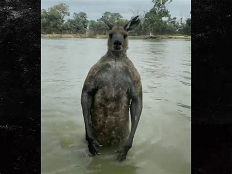 Homem Australiano Luta Contra Canguru Para Salvar Seu Cachorro Boa