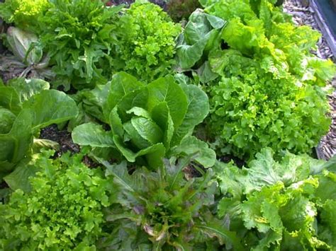 Lettuce image