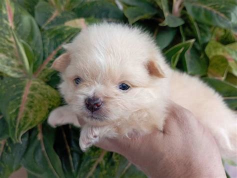 Pomeranian Hembra Y Macho Pérez Zeledón