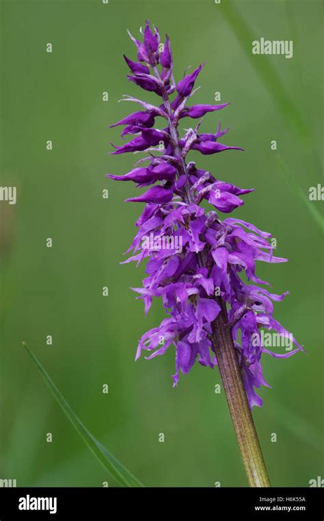 Orchis Mascula The Early Purple Orchid Is A Species Of Flowering