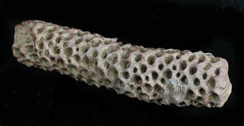 Fossil Tabulate Coral (Thamnopora) - Morocco (#28540) For Sale ...