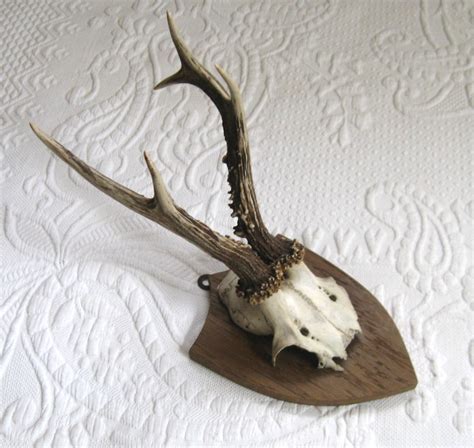 Vintage Mounted Deer Antlers Etsy Deer Antlers Antlers Deer