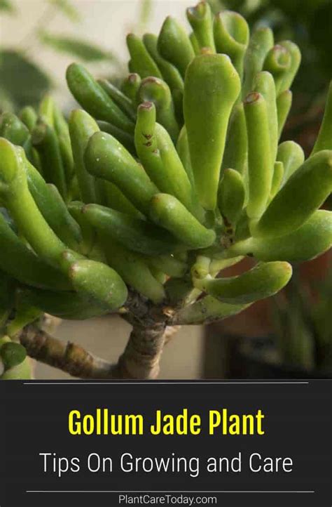 Gollum Jade Plant Care Growing The Crassula Ovata Gollum