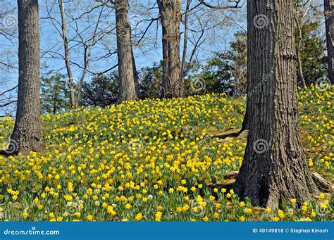 Daffodil Hill Stock Photo Image 40149818