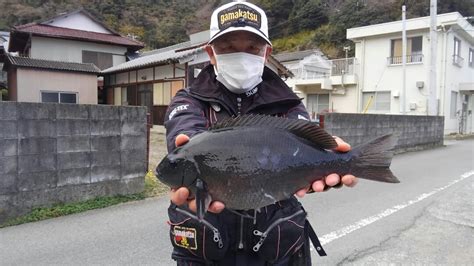 寒グレ釣り最高！ 広島のチヌ丸釣行記！