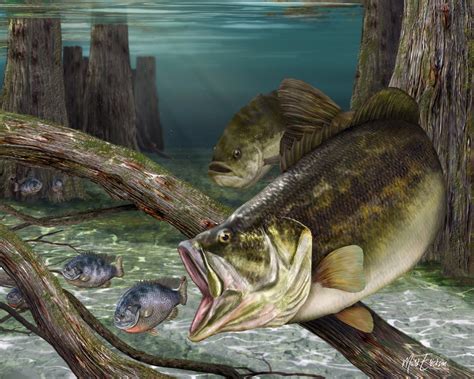 Largemouth Bass Art Print Available In All Sizes