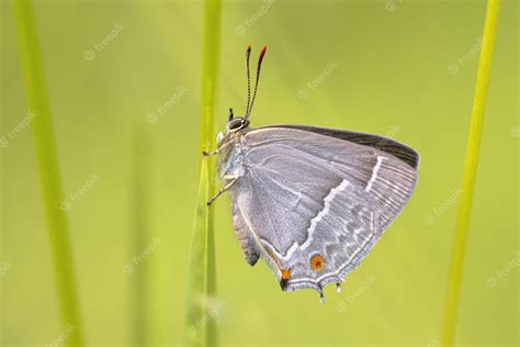 Premium Photo | Purple hairstreak butterfly