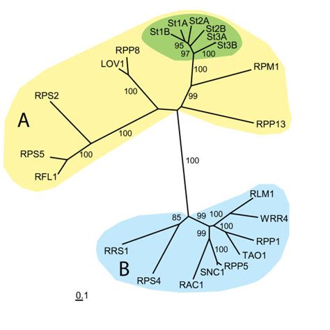 Un Rooted Maximum Likelihood Phylogram Inferred From Nucleotide Binding