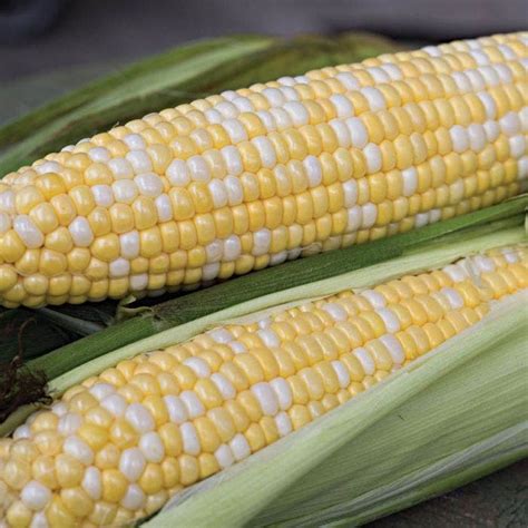 Sugar Enhanced Bicolor Ambrosia Sweet Corn Seeds