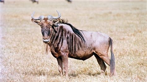 Black wildebeest | mammal | Britannica