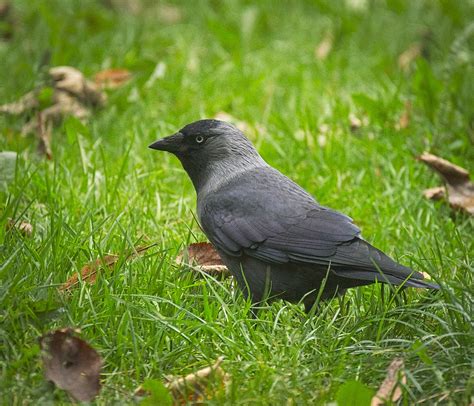 Nordic Jackdaw Nordic Jackdaw Coloeus Monedula Monedula Flickr