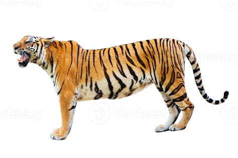 Tigre Aislar Cuerpo Completo Png