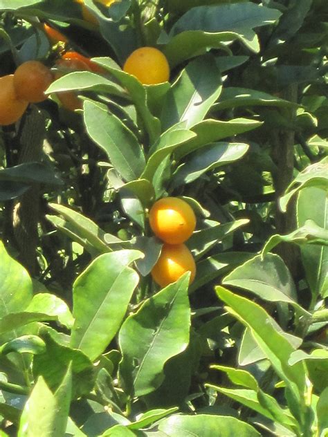 Meiwa Kumquat (Fortunella crassifolia 'Meiwa') in Orange County, CA California CA at Roger's Gardens