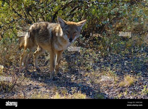 Curious Coyote In Big Bend National Park Texas Usa Stock Photo Alamy