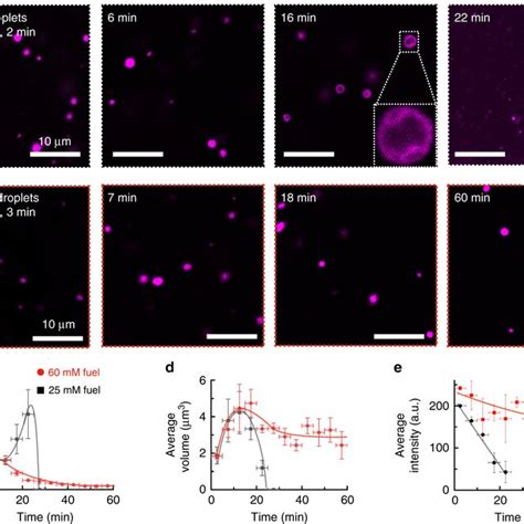 Microscopy Analysis Of Dynamic And Metastable Droplets A B Confocal