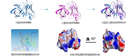 01 抗体深度人源化改造 三优生物医药（上海）有限公司