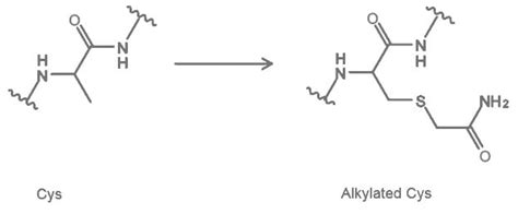 Peptide Modifications N Terminal Internal And C Terminal