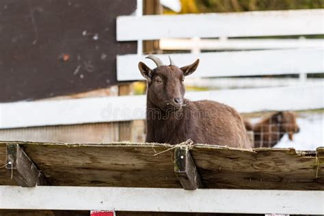 Cute Dwarf Goat Eating Hay By The Barn Beautiful Farm Animals At