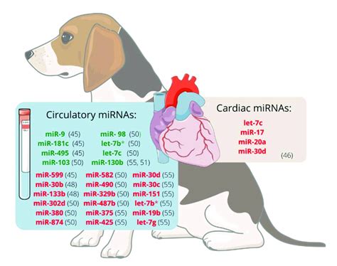 Expression Of Mirnas In Dogs With Myxomatous Mitral Valve Disease The