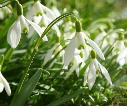 Bulbs for shade: 6 blooms for brightening darker corners | Homes & Gardens