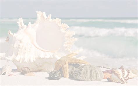 Pink Seashell Wallpapers - Top Free Pink Seashell Backgrounds ...