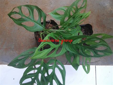 Jual Philodendron Swiss Tanaman Gantung Monstera Lubang Kab Bogor