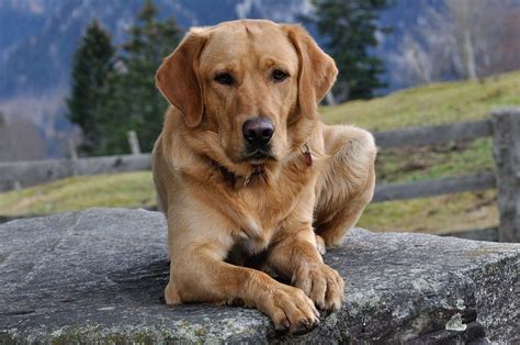 Races De Chiens Qui Naboient Pas Ou Qui Naboient Pas Beaucoup