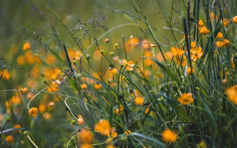 Download Wallpaper 3840x2400 Grass Flowers Yellow Field Wild 4k Ultra Hd 16 10 Hd Background