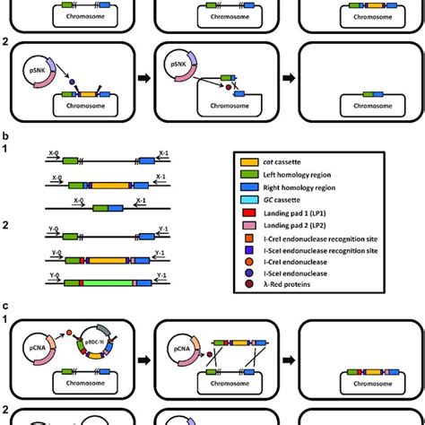 The Landing Pad Plasmid And Donor Plasmid Used For Genomic Replacement